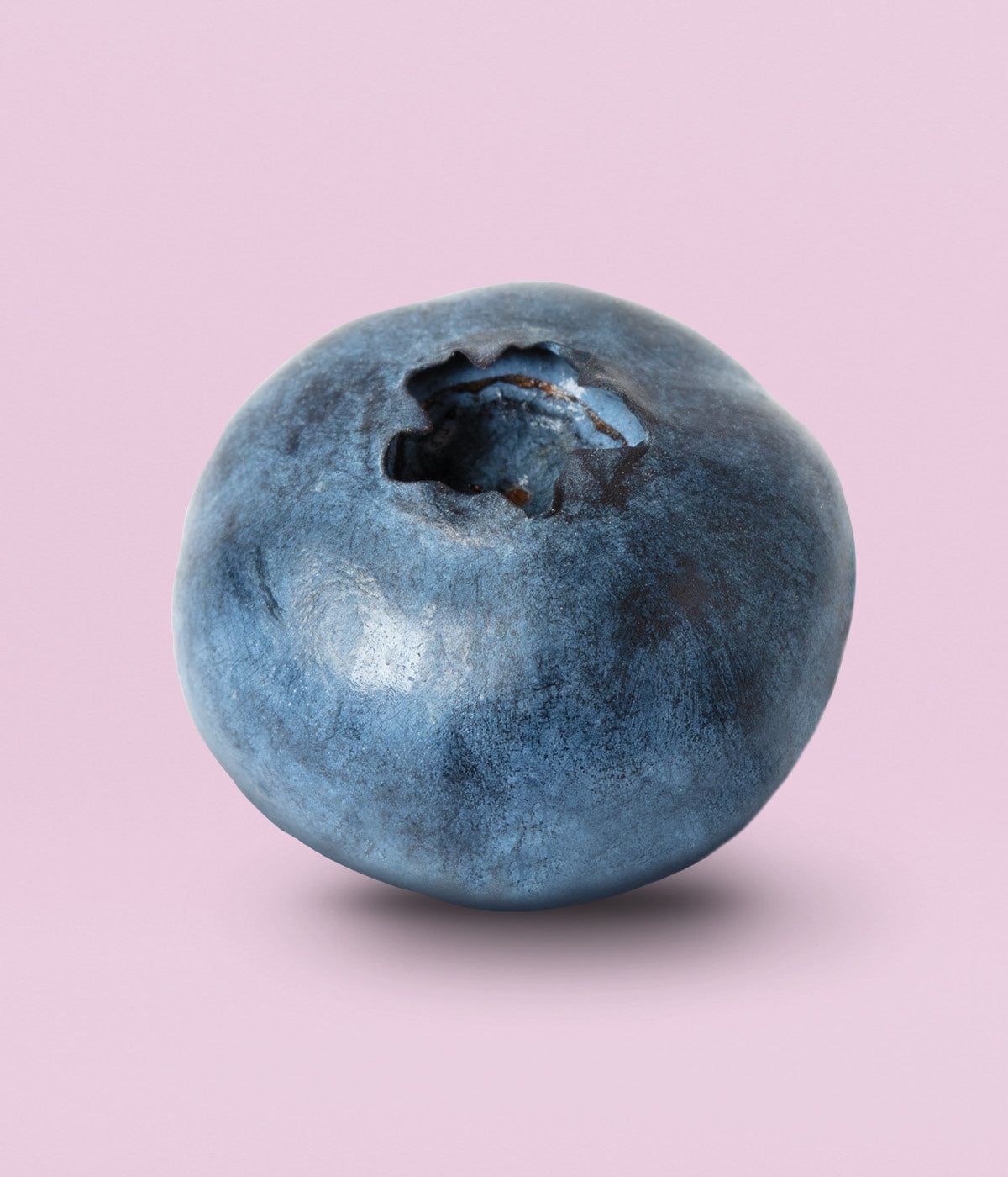 Frische, runde satte Blaubeere vor rosa Hintergrund